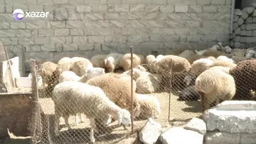 Qurbanlıq heyvan daşıyacaq şəxslərin DİQQƏTİNƏ - Bu sənədlər mütləq olmalıdır