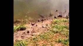 Охота кровожадного сома на голубя попала на видеокамеру во время рыбалки