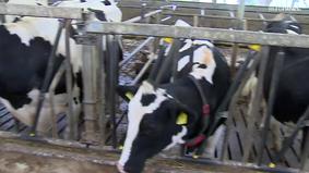 Голландских коров винят за выбросы азота