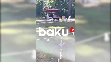 Yelləncəkdə əylənən ayılar görənləri güldürdü