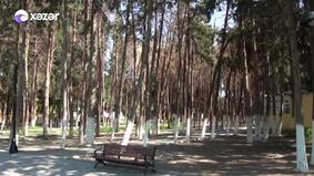 Mingəçevir parkında ağaclar məhv olur