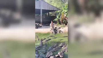Женщина покормила аллигаторов с рук и попала на видео.