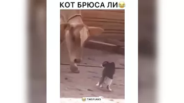 корова и кошка