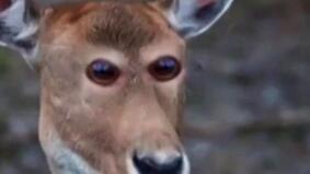 Если бы у животных глаза были спереди????