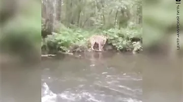 Мужчина повстречал амурского тигра во время рыбалки.