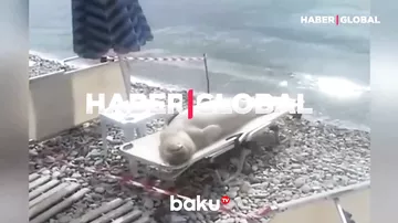 Şezlonqda Günəş vannası qəbul edən suiti