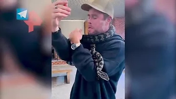 Австралийского актёра чуть не задушила змея