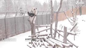 Панда и снег