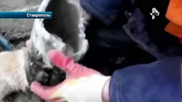 В Ставрополе мужчина спас кота
