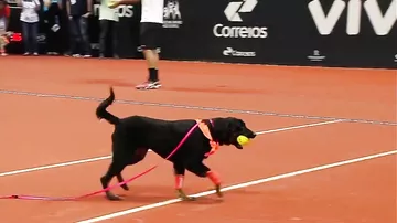 В Сан-Паулу мячи теннисистам подавали собаки