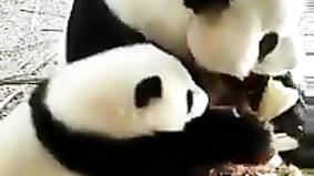 Жадная панда и наглая панда