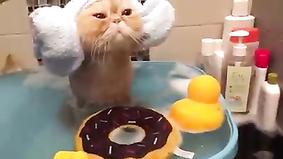 Довольный кот, принимающий ванну, стал звездой сети