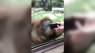 Орангутану показали кино