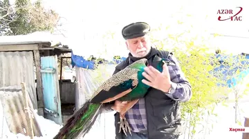 Tovuzquşu, Qafqaz qırqovulu, yapon toyuqları, xalmaqor qazları – Xaçmazlı mühəndisin təsərrüfatından REPORTAJ