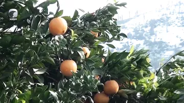 Qarlı-şaxtalı hava şəraiti sitrus meyvələrinə ciddi ziyan vurub