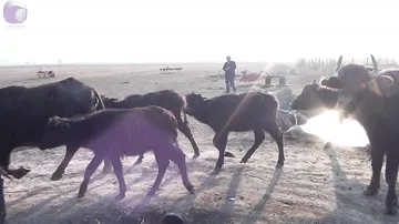 Təsərrüfatlarda Camışların Sayı Azalıb