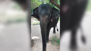 Aynişan Şri-Lankada fili ÇİMİZDİRDİ