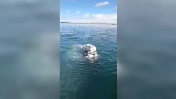 Kapitanla dostluq edən balina