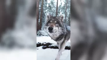 Кто же знал, что волки могут быть такими милыми