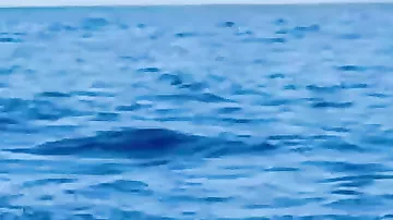 Delfin havada 6 dövrə vurdu