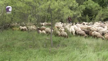 Otlaqlardan istifadə də "sms"-lə imiş...