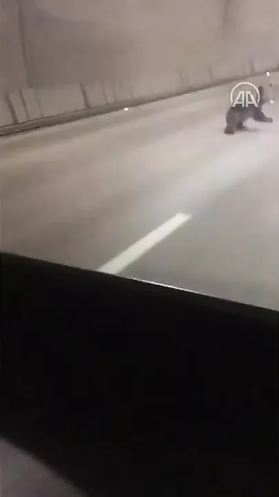 Türkiyədə şəhərin mərkəzində ayı göründü