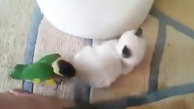 Вольная борьба попугай и котёнок