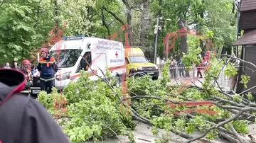 Parkda ağac aşıb 2 nəfəri öldürdü