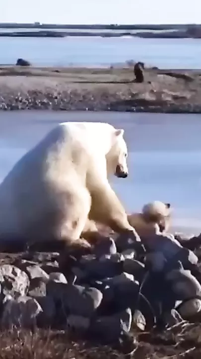 Удивительная дружба