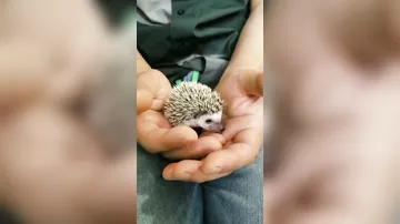 Знали ли вы, что у этих милых созданий иммунитет к яду гадюк?