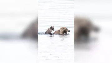 Медвежонок сидит на спине у матери, когда они пересекают холодную реку Аляски