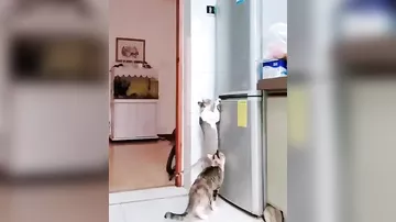 Soyuducudan yemək çıxaran pişiklər