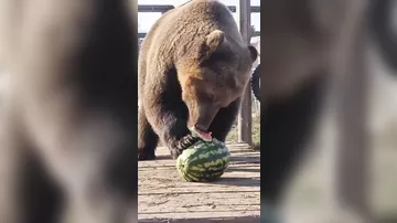 Медведь ловко справляется с арбузом