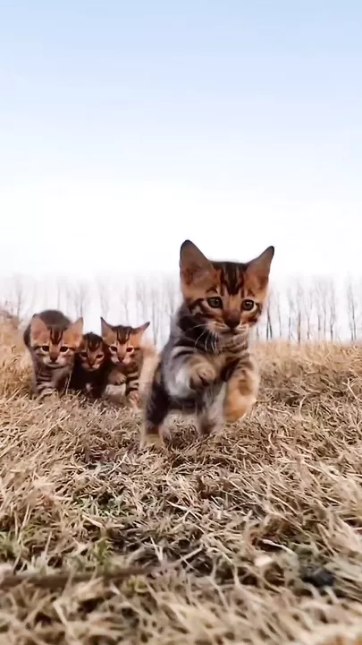 Небольшая хитрость: как поймать красивый кадр самых опасных хищников