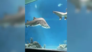 Skolioz xəstəsi köpəkbalığı