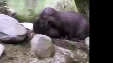 Balasına zorla üzməyi öyrədən su samuru görənləri qəhqəhəyə boğdu
