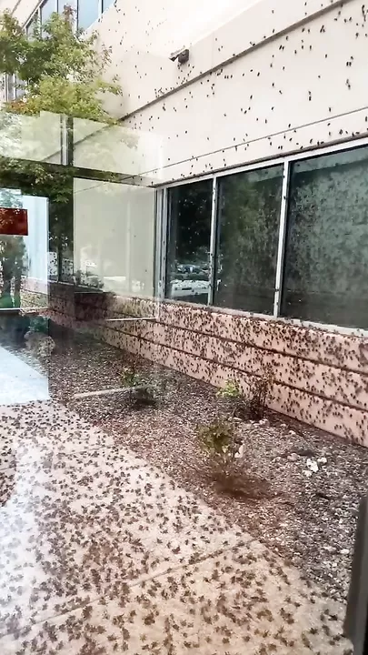 Мормонские сверчки-каннибалы заполонили американский штат