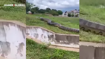 Braziliyada anakonda insanların sıx yaşadığı məkanda peyda oldu