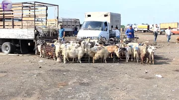 Qurbanlıq heyvanların QİYMƏTİ necə olacaq?