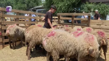 Bayramın 2-ci günündə qurbanlıq heyvanlar UCUZLAŞDI...