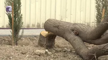 Baş Prokurorluq ağaclara qənim kəsilən MTK-lara cəriməni QƏPİYİNƏ QƏDƏR ÖDƏTDİRİR...