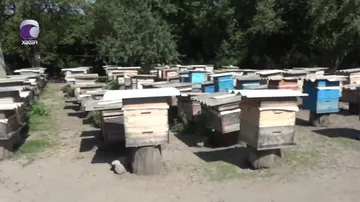 Qeyri-sabit hava şəraiti arıçılığa mənfi təsir edib