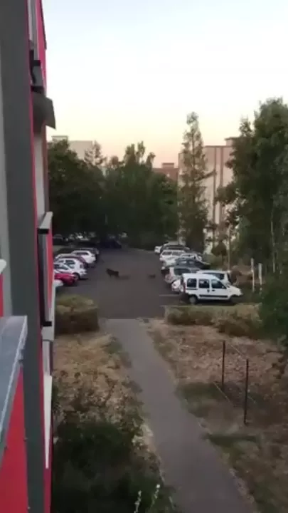 Стадо кабанов у жилого дома в Подмосковье попало на видео