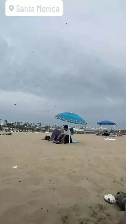 Нашествие пчел в США