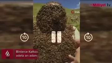 Qafqaz arıları ilə ŞOU
