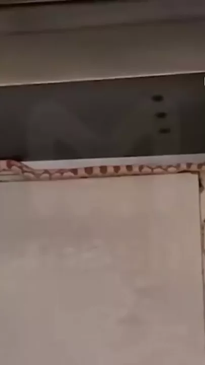 Змея заползла к жителям дома в Москве и попала на видео