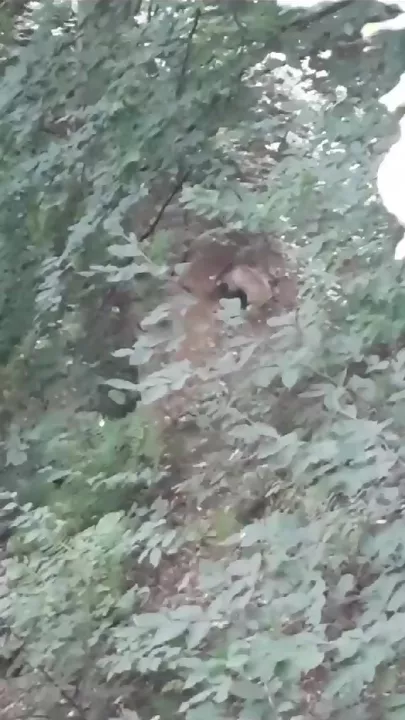 Göygöl Milli Parkda boz ayı inəyi parçalayıb