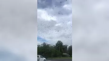 Нашествие летучих мышей в Австралии