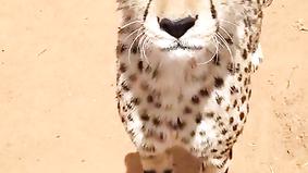 Как мяукает гепард