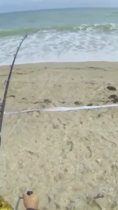 Мужчина случайно поймал огромную акулу-молот во время рыбалки